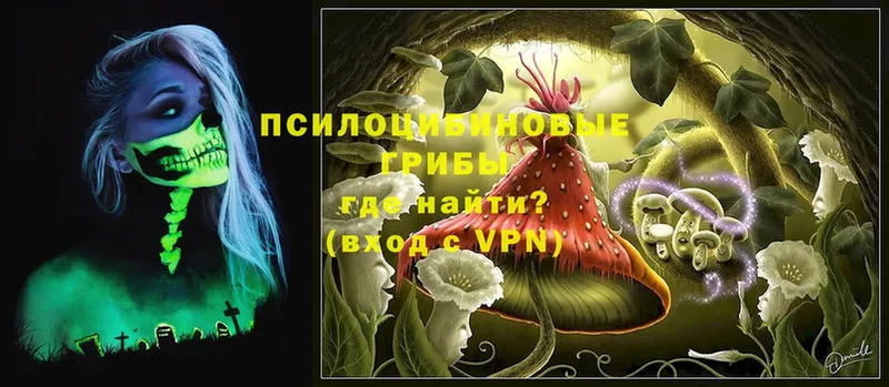 где продают   Никольское  Галлюциногенные грибы GOLDEN TEACHER 